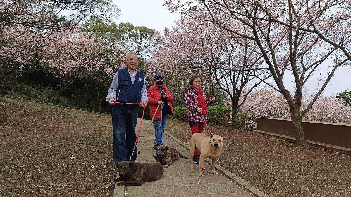 民眾開心地牽引三芝動物之家毛寶貝一同遊玩賞櫻。 圖：新北市動保處提供