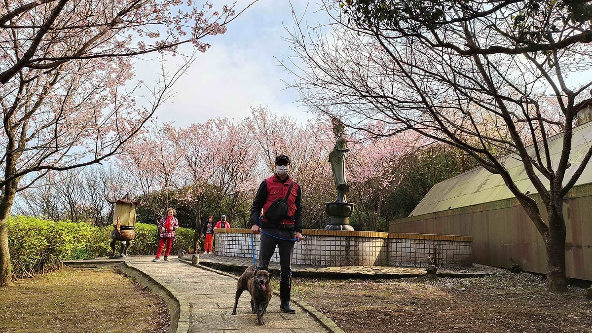 動保員唐俊源帶領毛寶貝與民眾一起蹓狗賞櫻。 圖：新北市動保處提供