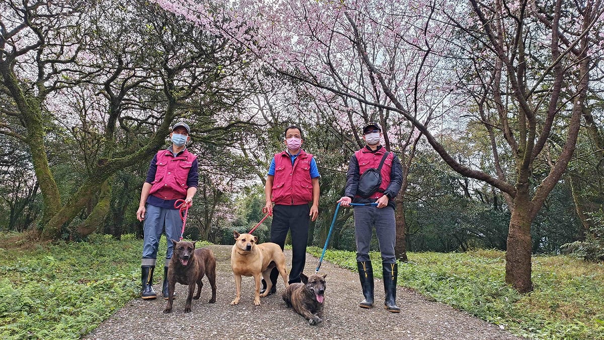 新北市動保處推出與毛寶貝同遊賞櫻活動，歡迎民眾擔任一日志工。 圖：新北市動保處提供
