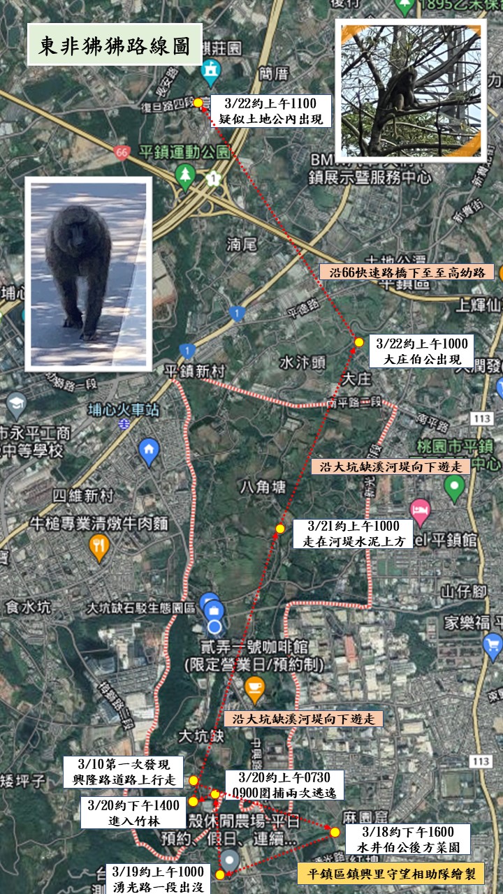 桃園市平鎮里里長兩度圍捕都沒有抓到，發出東非狒狒路線圖，提醒民眾。 圖：翻攝自桃園市平鎮里里長臉書