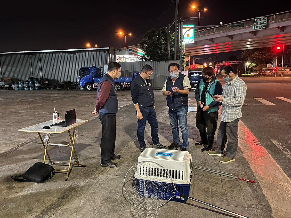 東非狒狒在桃園流竄多日後，桃園市農業局終於在23日晚間開始動作，利用夜間熱成像儀搜捕。 圖:桃園市農業局