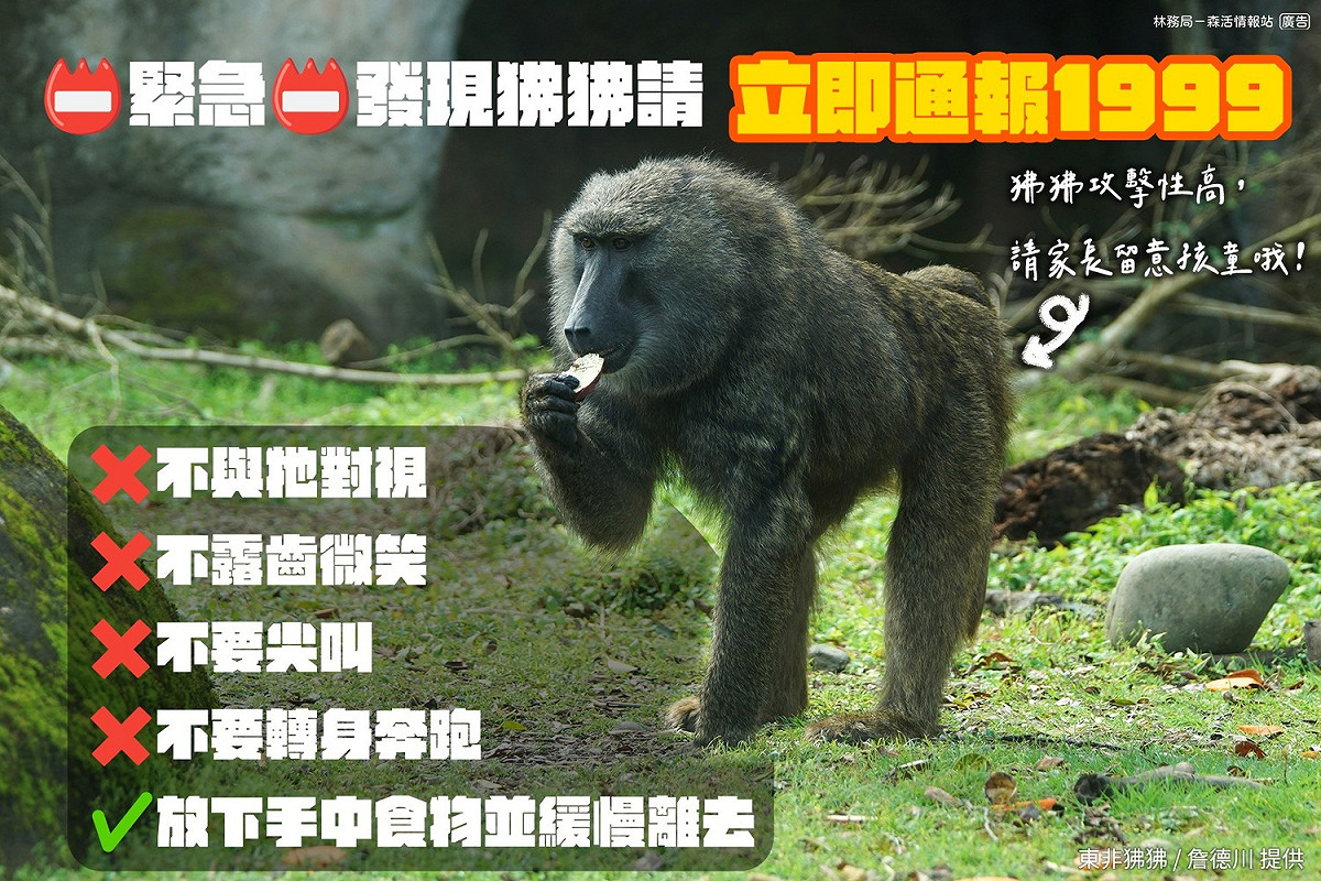林務局呼籲民眾，若遇到狒狒，不要與牠眼神對視、勿露齒微笑、不要尖叫，也不要轉過身奔跑。 圖：翻攝自農委會林務局臉書