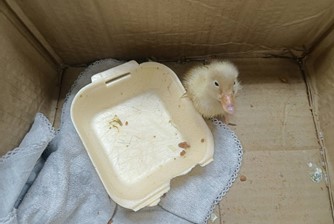 小丫頭被放置於密閉紙箱墊上布巾暫時供予保暖。 圖：新北市動保處提供