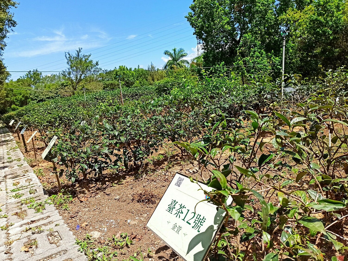 文山農場茶樹品種保存介紹園區。 圖：新北市環保局提供