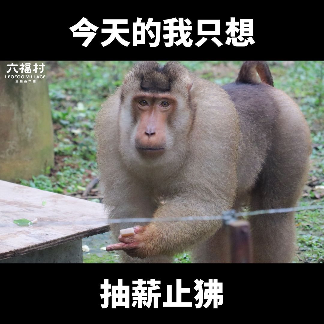 一隻出逃狒狒讓六福村忙得不可該交，更讓六福村小編忍不住發文喊現在只想「抽薪止狒」。 圖：翻攝六福村臉書