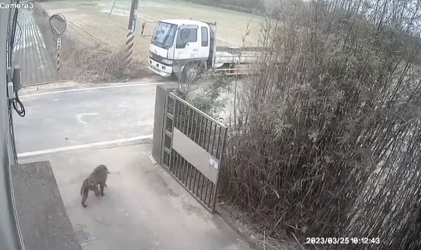 東非狒狒持續闖蕩桃園，今（25）日被發現在楊梅富岡出沒 圖：翻攝自我是富岡人臉書 (資料照)