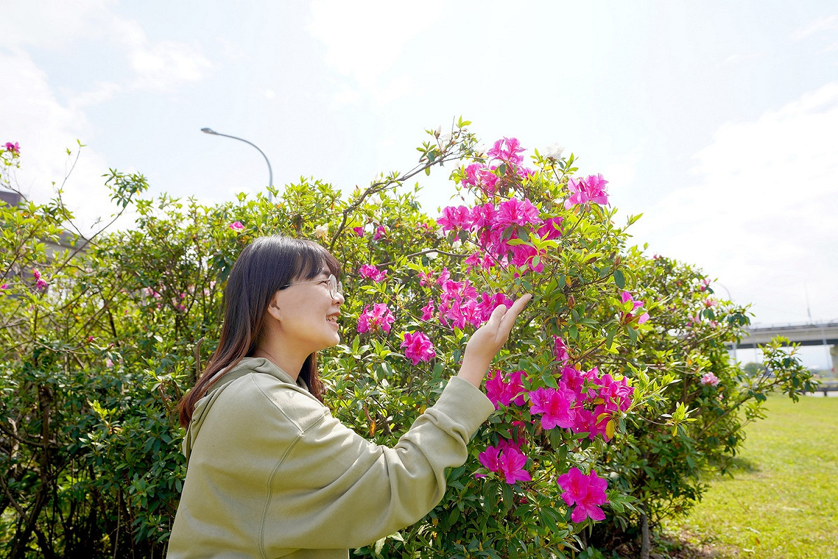 嬌豔欲滴的杜鵑花正熱情盛開中 圖：新北市高灘處提供