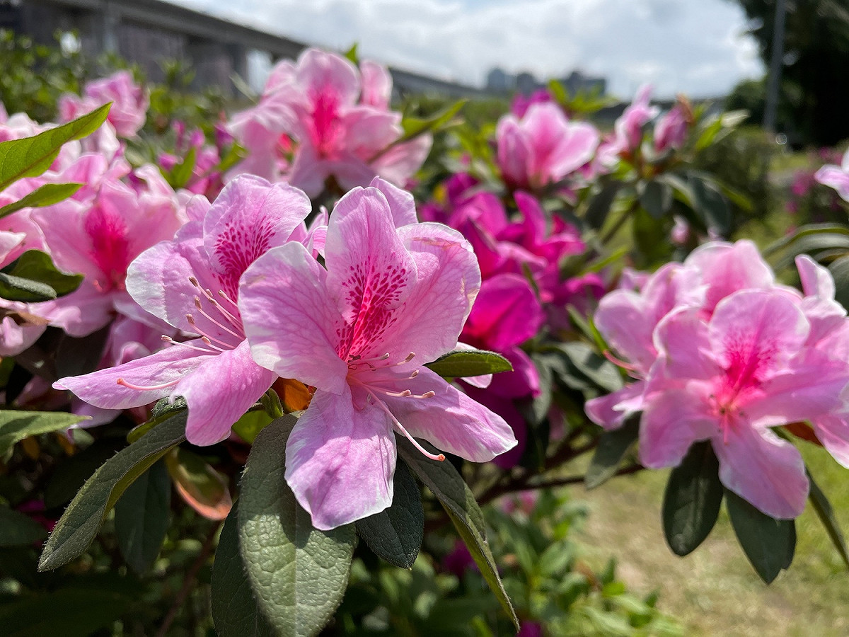 色彩鮮艷的杜鵑花層層堆疊交錯。 圖：新北市高灘處提供