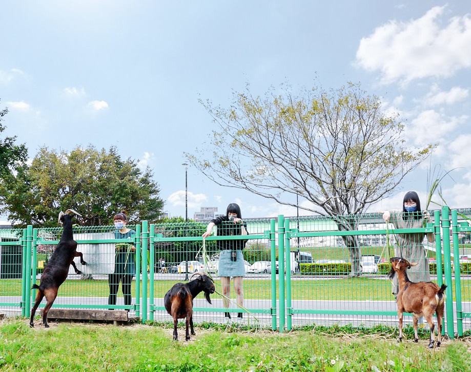荷花公園附近熱門景點「親水公園羊咩咩的家」。 圖：新北市高灘處提供