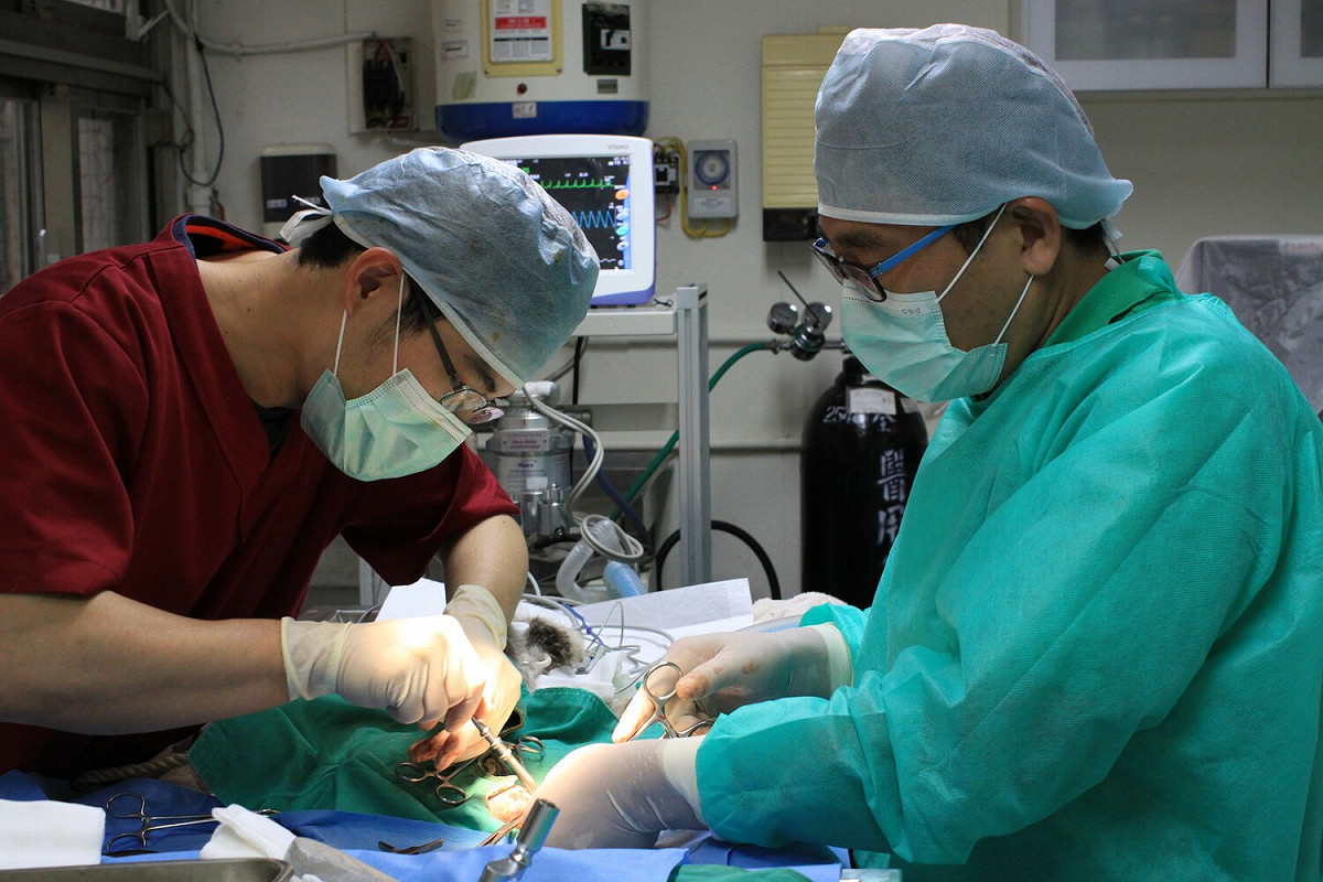 小虎斑貓左後肢大腿骨折手術中。 圖：新北市動保處提供