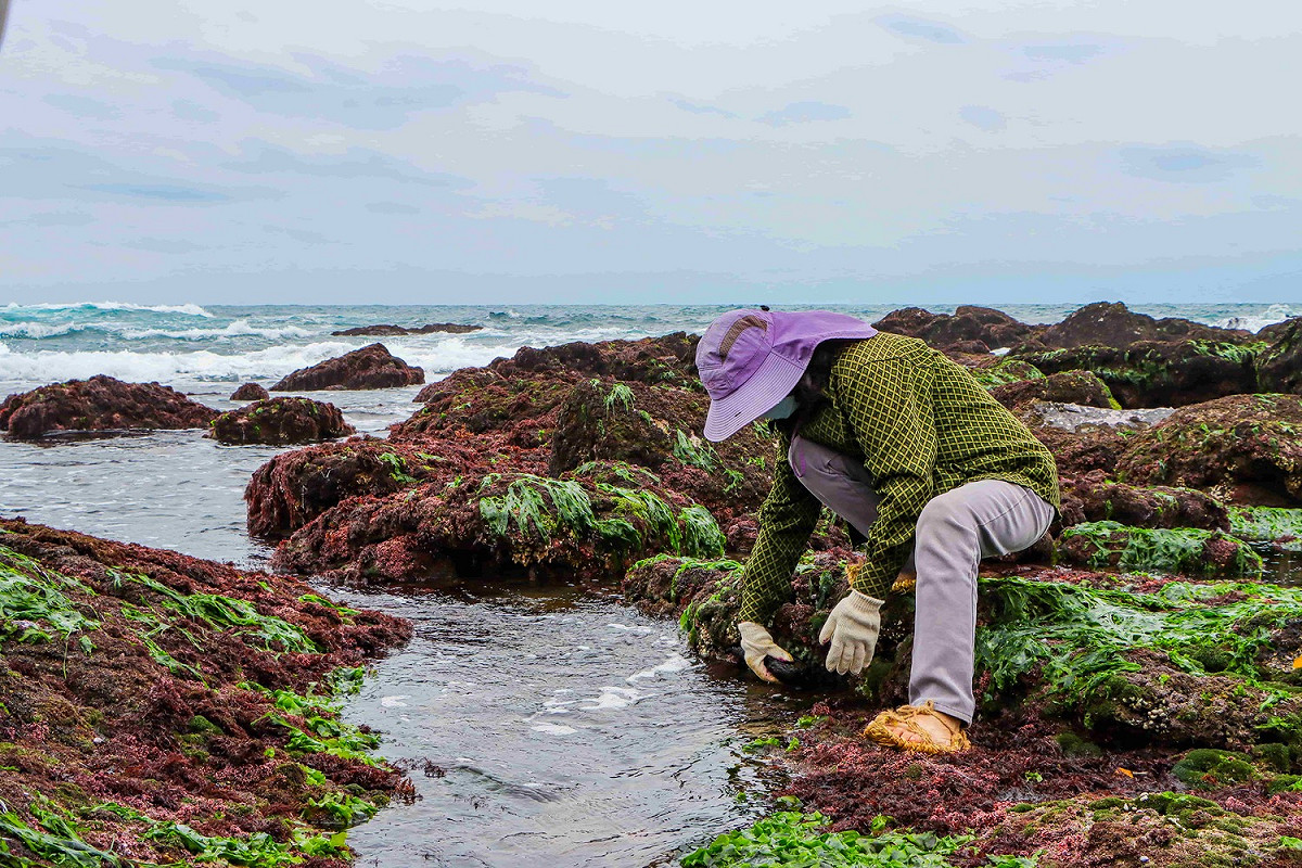 跟著海女在海蝕平台上探索潮間帶各類生物，是春季的限定體驗。 圖：新北市觀旅局提供