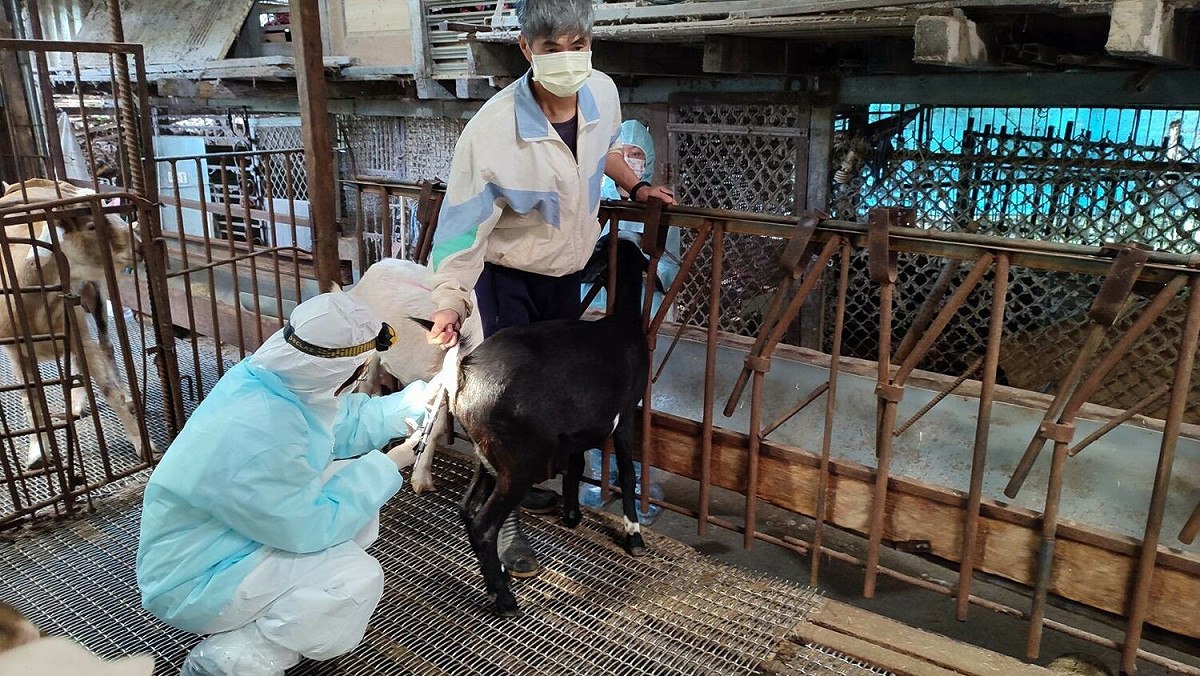 獸醫師替羊隻進行結核病檢測。 圖：新北市動保處提供