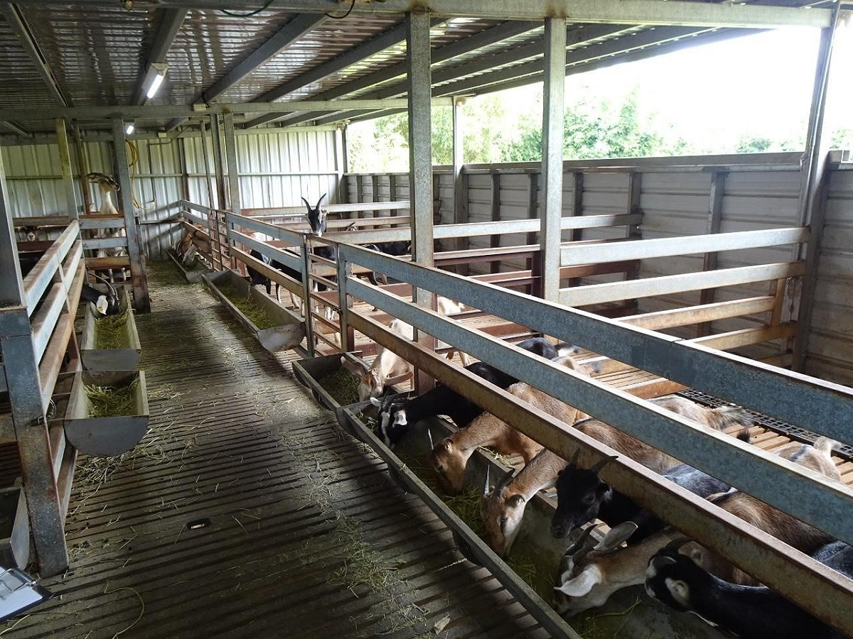 有良好的環境才能夠飼養出健康的羊。 圖：新北市動保處提供