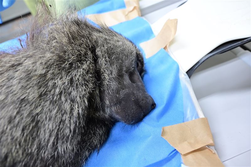 狒狒疑似遭到獵槍槍殺身亡。 圖：林務局／提供