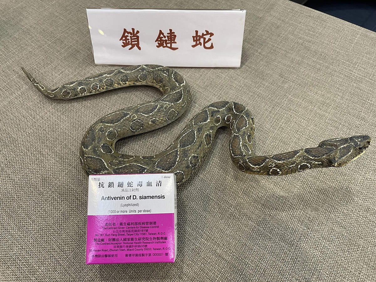 兼具出血性毒和神經性毒兩者毒性的鎖鏈蛇。 圖：疾病管制署／提供