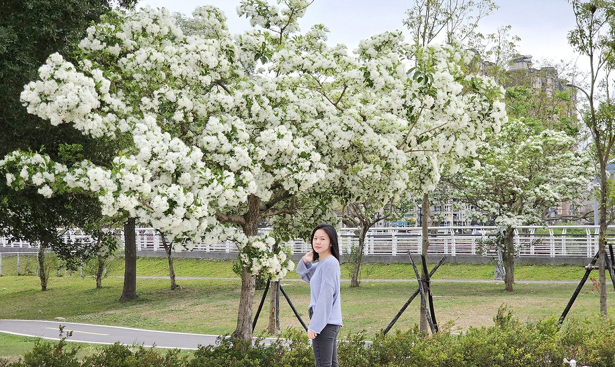 駐足於盛開的流蘇花樹下拍照留念。 圖：新北市高灘處提供