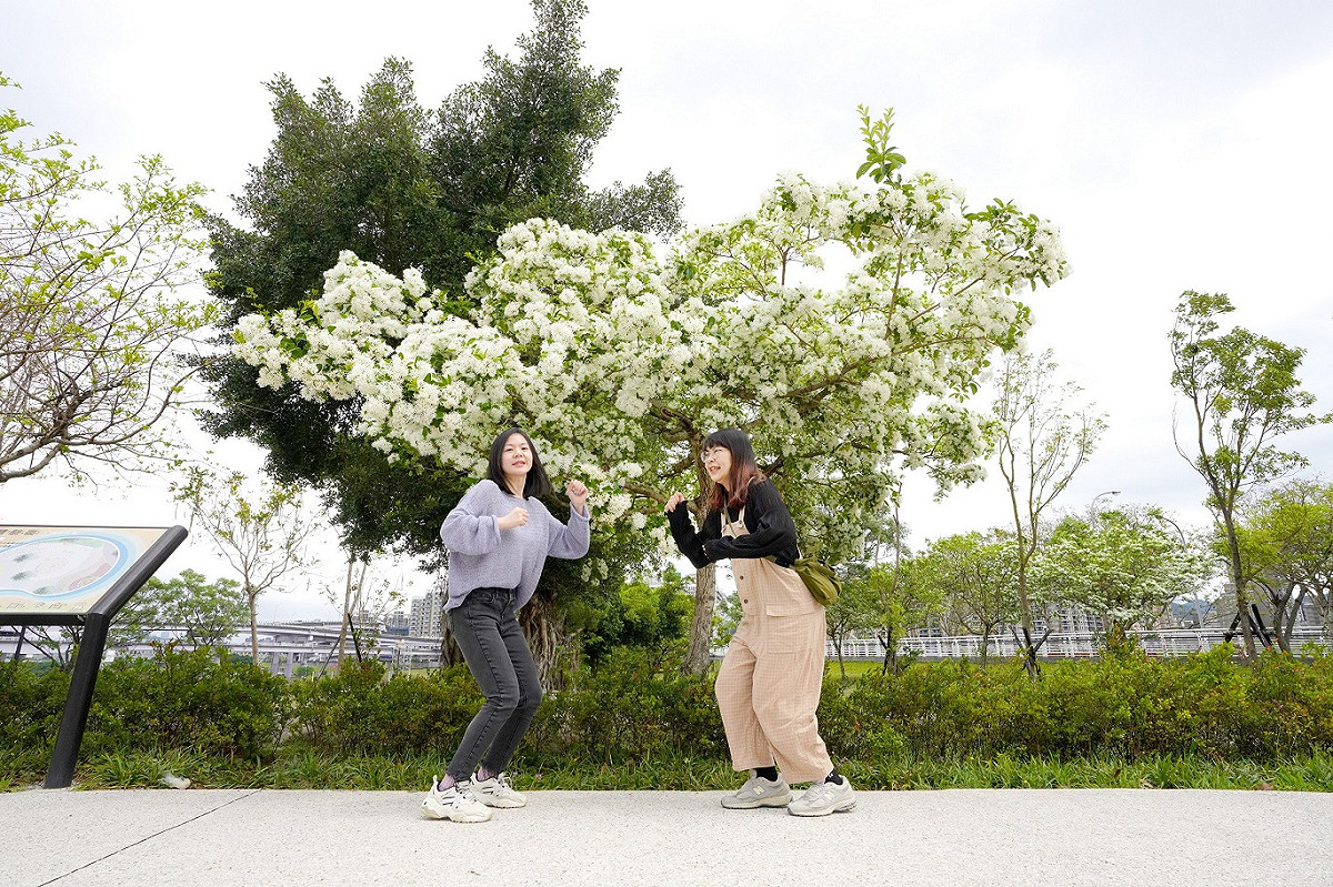 在盛開的流蘇樹下感受春天的活力吧！ 圖：新北市高灘處提供