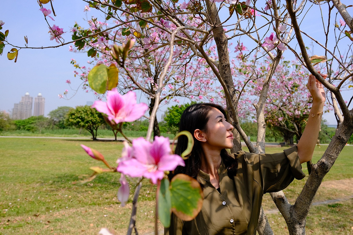 羊蹄甲粉嫩花朵與櫻花競美。 圖：新北市高灘處提供