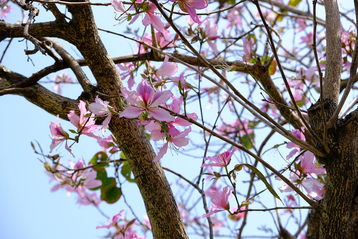 羊蹄甲花朵粉嫩浪漫。 圖：新北市高灘處提供
