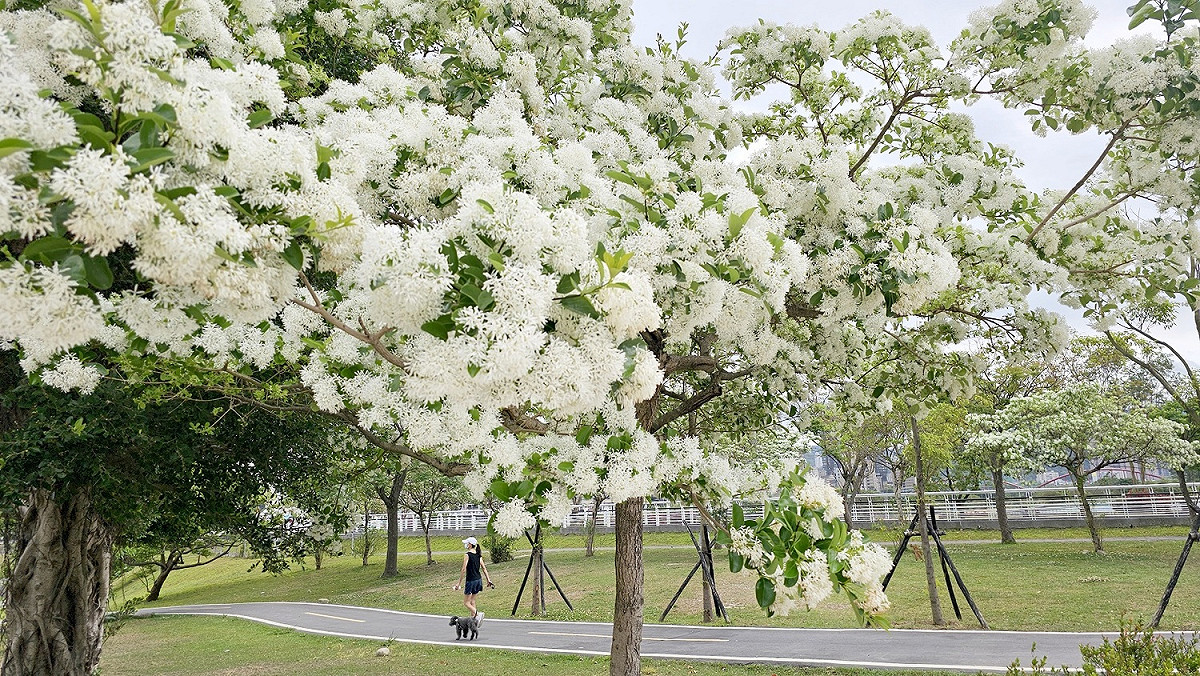 沿著河濱公園欣賞「四月雪」流蘇花。 圖：新北市高灘處提供