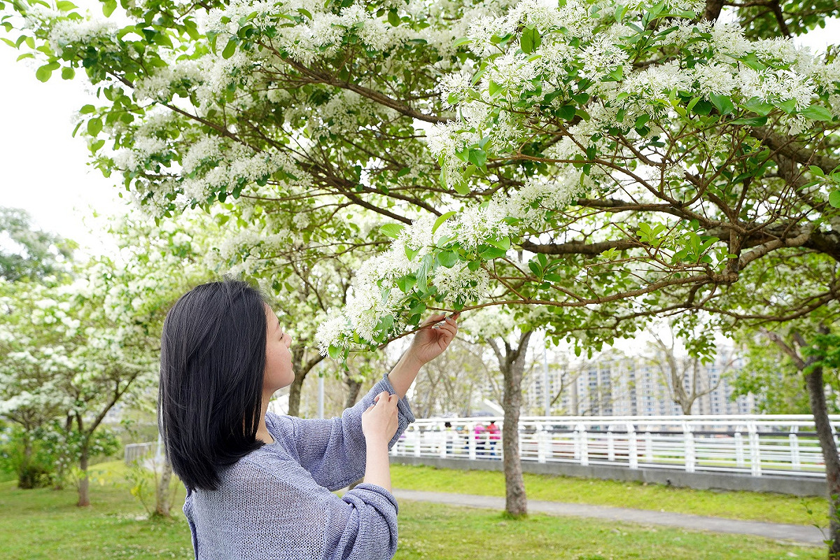 流蘇花撲鼻而來淡淡幽香。 圖：新北市高灘處提供