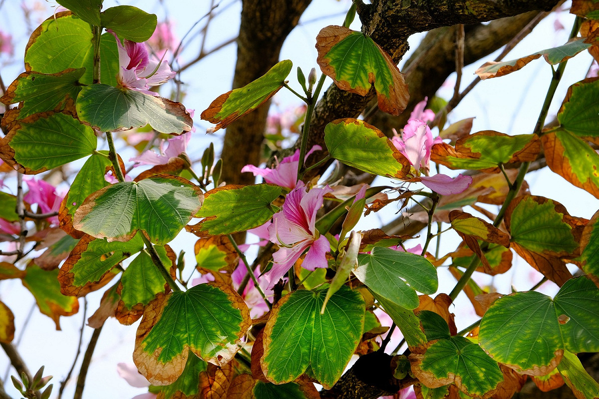 葉子前端分叉似羊蹄。 圖：新北市高灘處提供