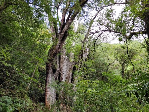 拉拉山內已測量完成的巨木有24株，分別為23棵紅檜、1棵扁柏。 圖：新竹林區管理處／提供
