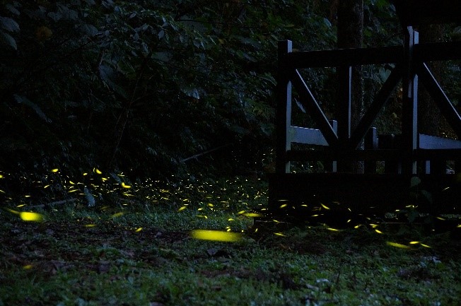 滿月圓螢火蟲夜觀活動自4月1日起至6月30日舉行。 圖：滿月圓遊客中心／提供