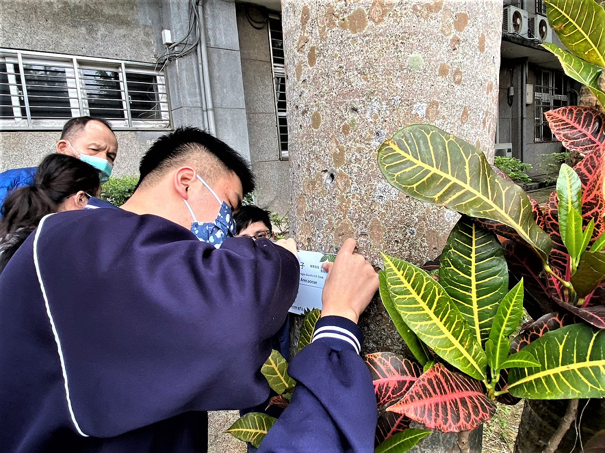 八里國中學生動手掛樹木解說牌 圖：新北市教育局提供