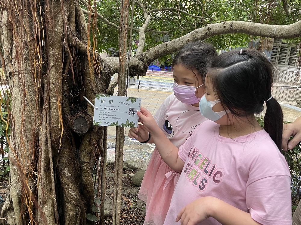安溪國小學生協助學校掛樹木解說牌 圖：新北市教育局提供