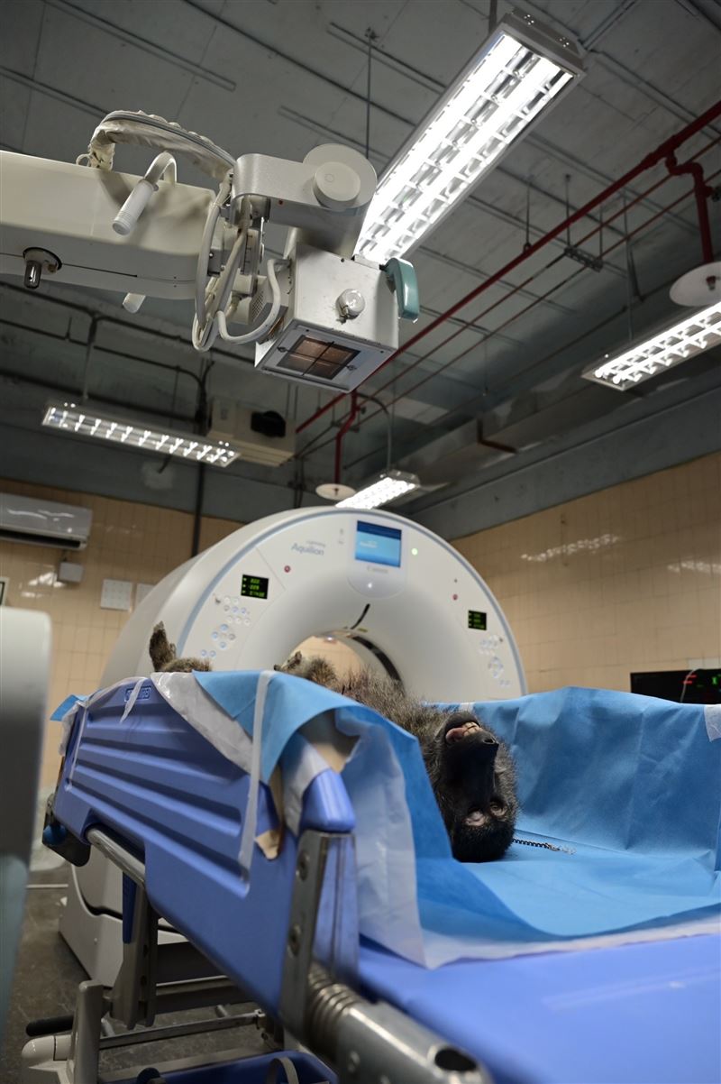 逃亡狒狒未植入晶片，因此至今仍不知道身分。 圖：林務局／提供