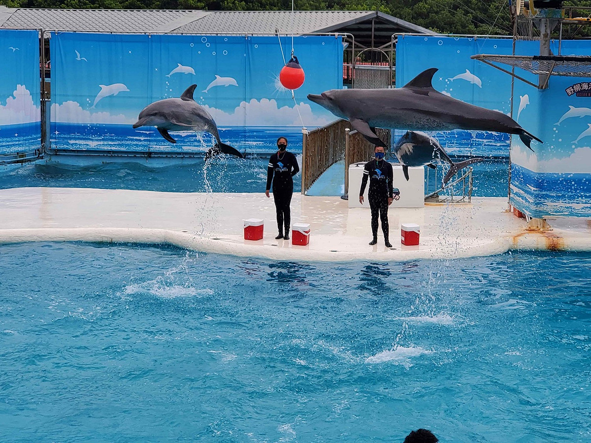 野柳海洋世界海豚表演秀，是北台灣可以近距離觀察到海洋生物的觀光遊樂業。 圖：新北市觀旅局提供