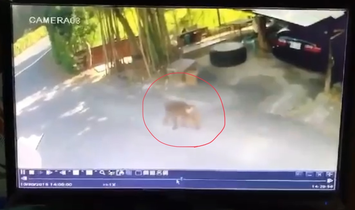 前動物員工作人員透露，這不是六福村第一次有動物逃脫的記錄，2018年時有楊梅民眾曾發現疑似狒狒蹤跡，當地居民懷疑即自六福村脫逃（圖為翻攝該錄影） 圖：讀者/提供