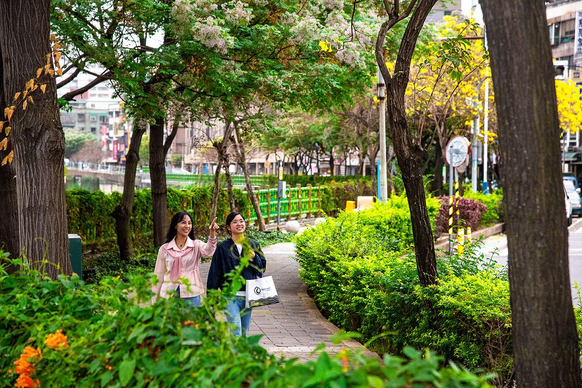 散步於鴨母港溝步道不時還會有花瓣隨風飄落，宛如下花雨般。 圖：新北市水利局提供