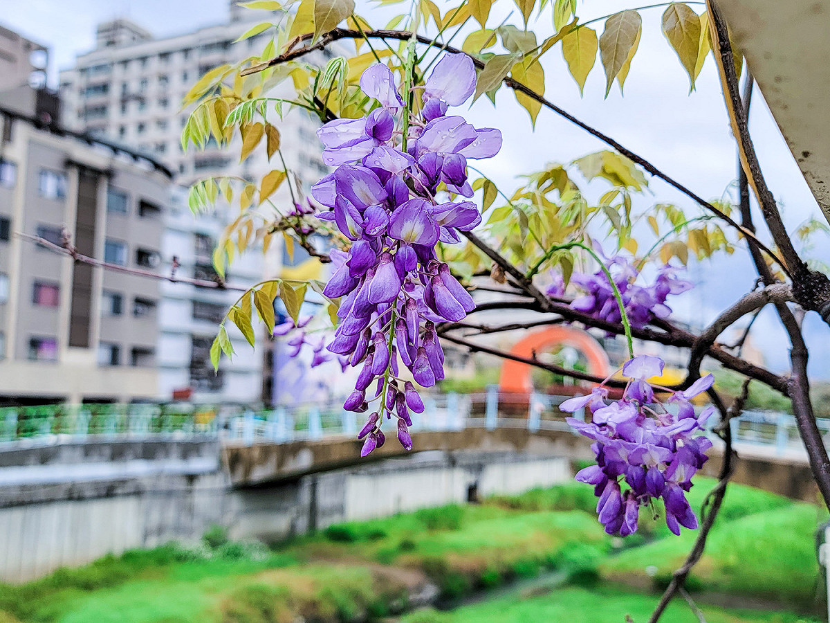 鴨母港溝種植紫藤花近100多株，近期已陸續綻放。 圖：新北市水利局提供
