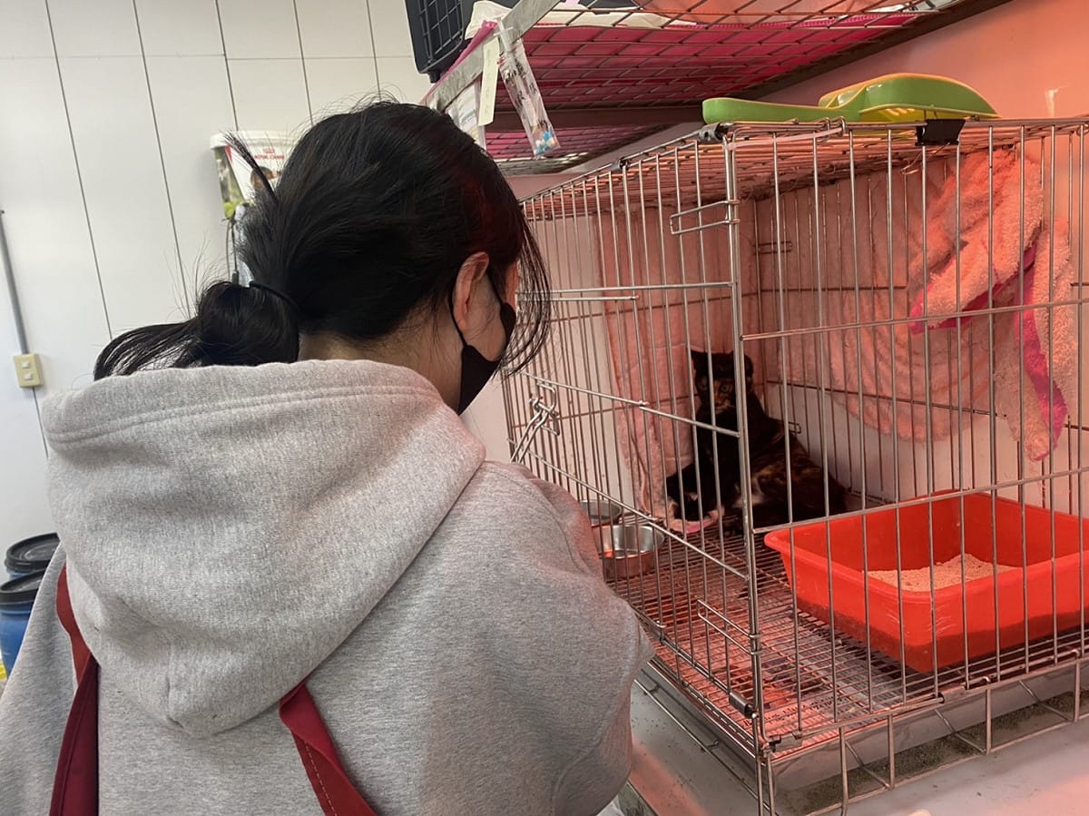 林姓女同學很喜歡照顧貓舍的貓咪。 圖：新北市動保處提供