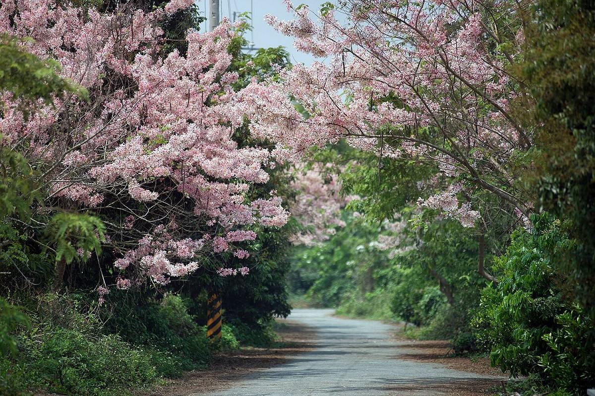 連續假日5天，嘉義市花旗木盛開，值得欣賞。 圖：嘉義市政府/提供