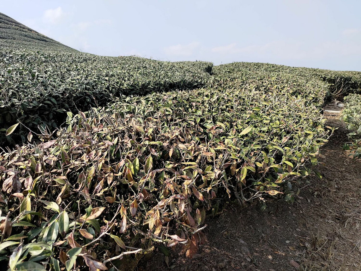 高雄山區茶樹出現枯枝，可向公所申請災損。 圖：高雄市農業局/提供