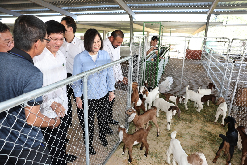 總統蔡英文（前左3）持續進行中美洲友邦貝里斯訪問行程，於當地時間3日下午前往貝里斯中央農場國家種羊中心視察「貝羊計畫」，參觀種羊中心的羊舍。 圖：中央社