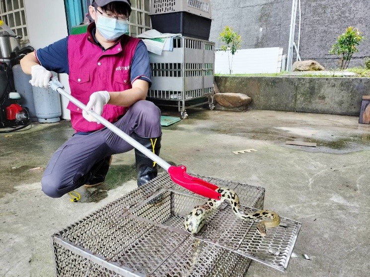 如有驅離蛇類的需求可通報動保處派員處理。 圖：新北市動保處提供