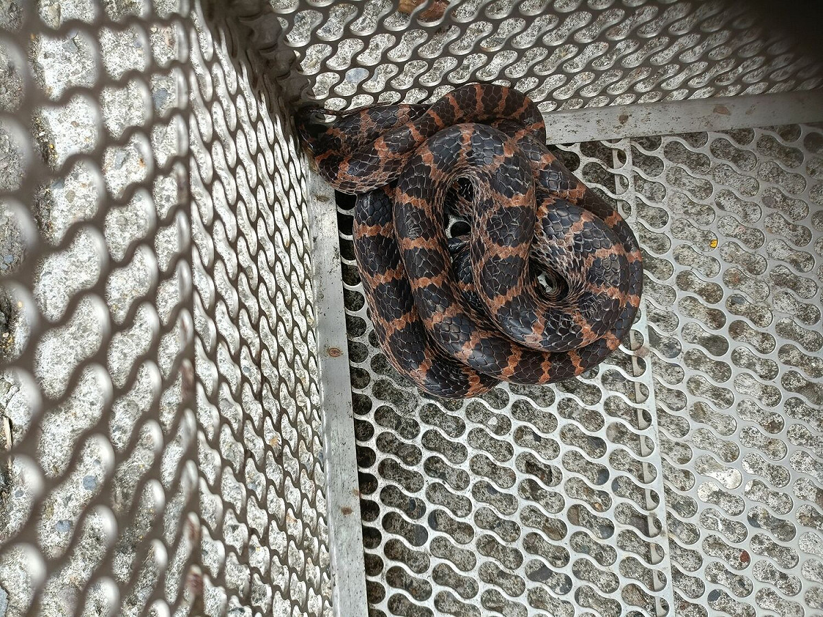 被捕獲的紅斑蛇(無毒)。 圖：新北市動保處提供