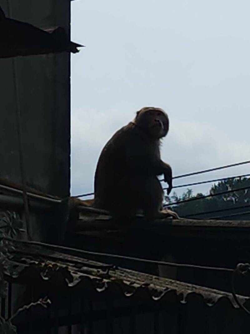 新北動保處指出，獼猴和人類的居住環境有重疊，因此很有可能為找尋食物，沿著食物來源而到民眾居住處。 圖：錦昌里長邱尾玟／提供