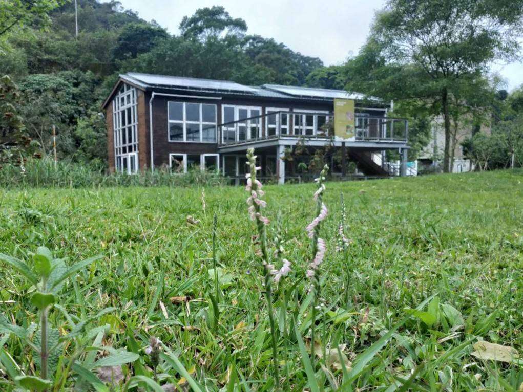 綬草在山水綠公園「創能、儲能示範場域」前的綠茵現蹤。 圖：台北市政府環境保護局／提供