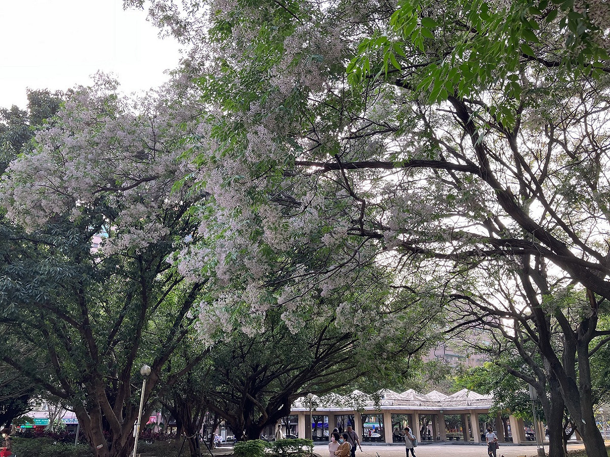 中和4號公園十數棵苦楝種植於公園內一處小土丘旁，樹型優美。 圖：新北市景觀處提供