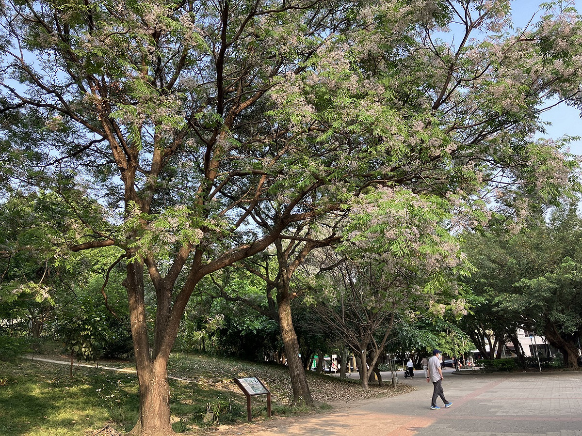 中和四號公園苦楝花大盛開，微風中飄來淡淡的清香。 圖：新北市景觀處提供