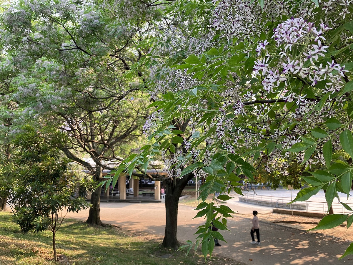 中和四號公園苦楝花，花朵遠看似雪，近看淡紫色。 圖：新北市景觀處提供