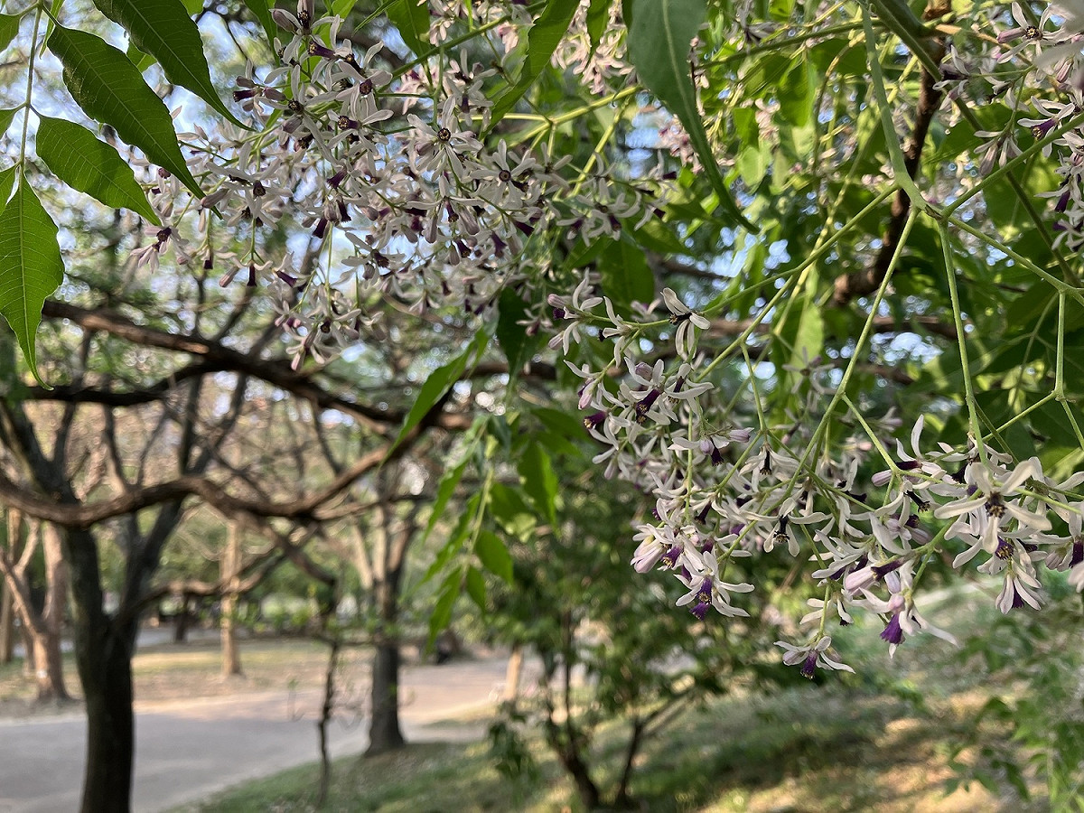 春季時中和四號公園苦楝花，粉紫花蕊開滿枝枒。 圖：新北市景觀處提供