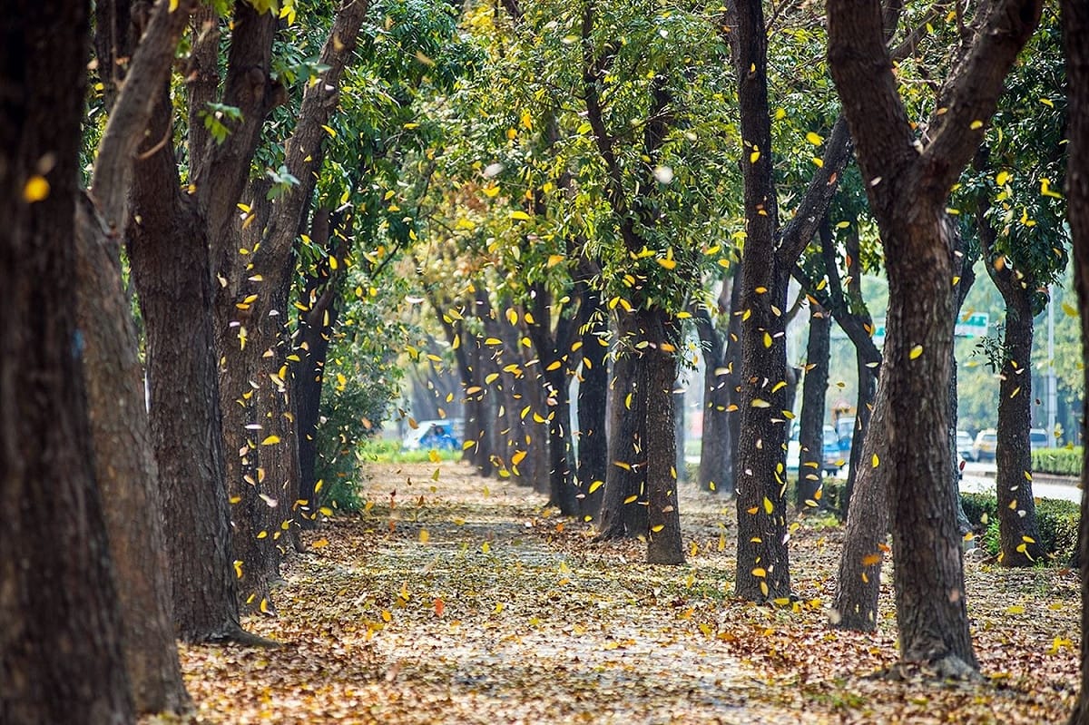 季節交替時，嘉義市世賢路步道落英繽紛，美景如詩如畫。 圖：嘉義市政府/提供