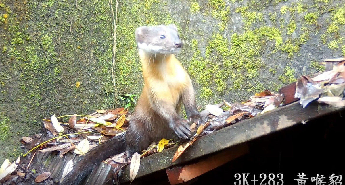 林務局架設自動感應紅外線攝影機，監測野生動物利用狀況，陸續發現白鼻心、食蟹獴、長鬃山羊、黃喉貂及蛇類、蛙類等超過20種野生動物。 圖：翻攝自農委會林務局網站