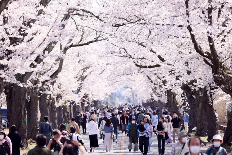 日本境內出現大量的國際旅客到訪，近期又碰上櫻花季，許多知名景點更是人擠人。 示意圖／美聯社／達志影像